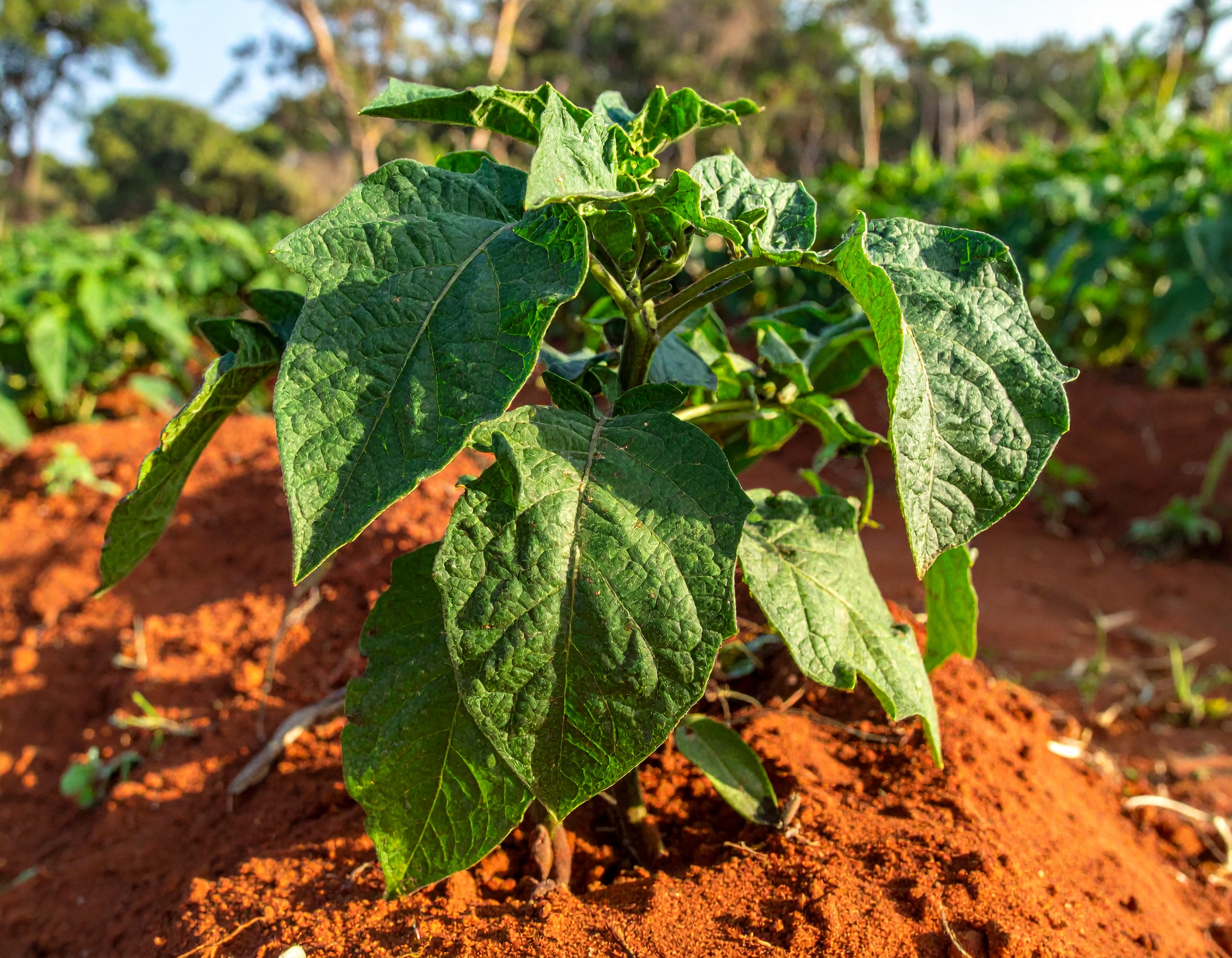 African nightshade